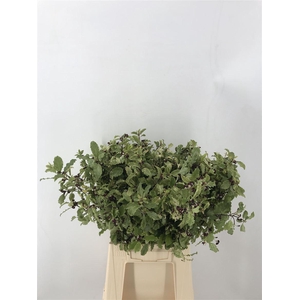 PITTOSPORUM IRENE PATTERSON