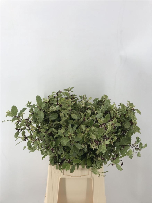 <h4>PITTOSPORUM IRENE PATTERSON</h4>