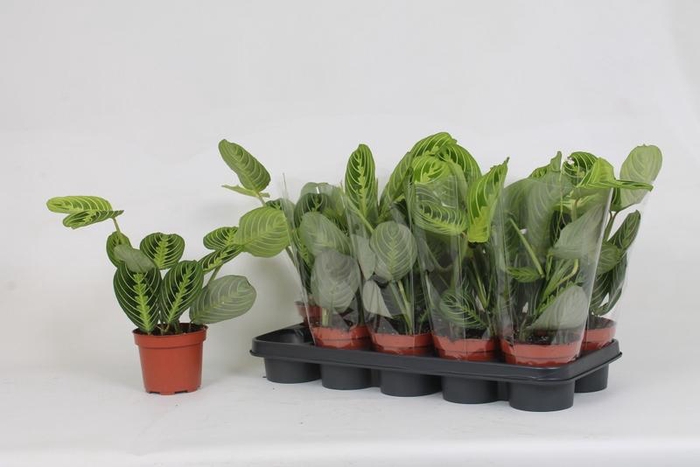 <h4>MARANTA LEMON</h4>