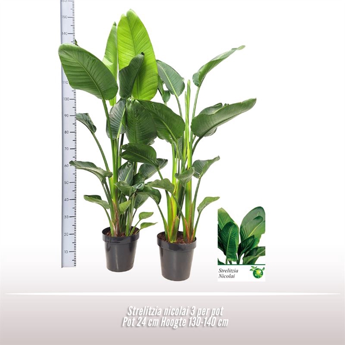 <h4>Strelitzia nicolai 3 per pot</h4>