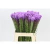 Liatris Spicata