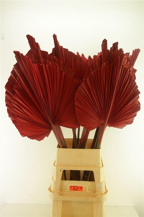 <h4>Droog Robusta Rood</h4>