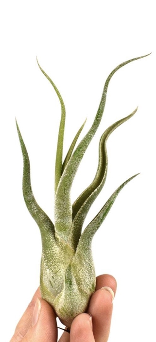 <h4>tillandsia caput medusa</h4>