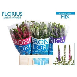 Veron Smart Gem 60cm