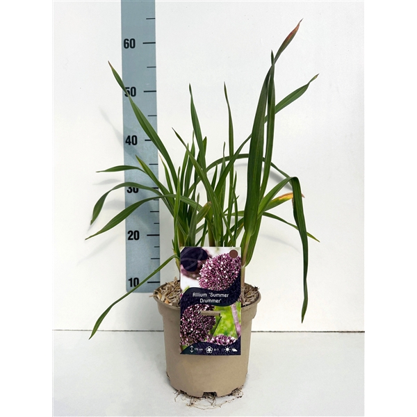 <h4>Allium 'Summer Drummer' c2</h4>