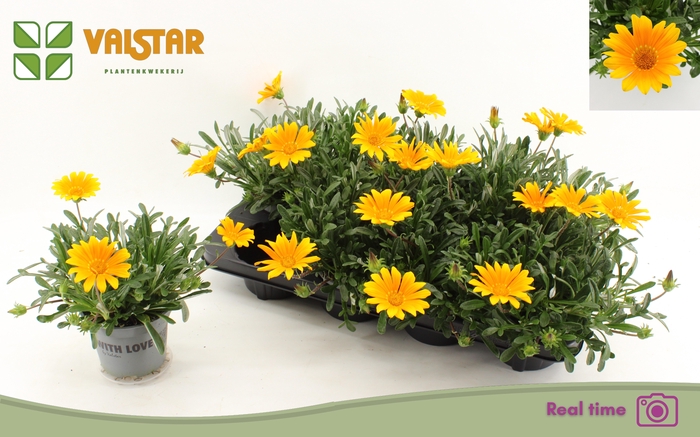 <h4>GAZ R GELBE JUPITE</h4>