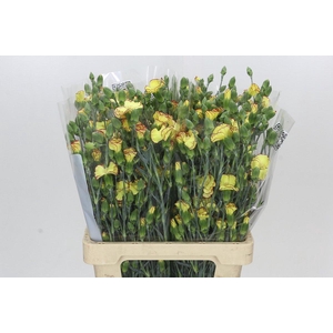 Dianthus Sp Solandis Heartfly