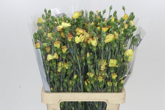 <h4>Dianthus Sp Solandis Heartfly</h4>