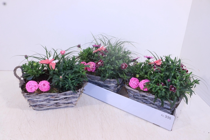 <h4>ARR TUINPLANTEN</h4>