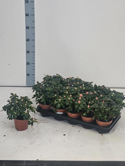 <h4>RHODO SI VOGEL GEM</h4>