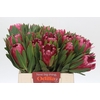 Protea Brenda
