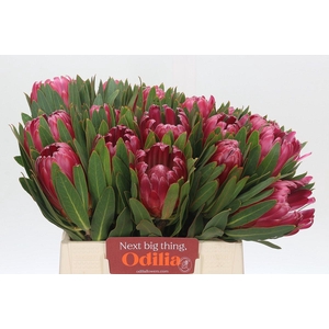 Protea Brenda