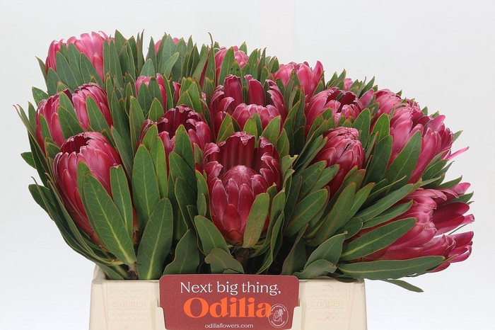 <h4>Protea Brenda</h4>