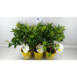 Citrofortunella floridana