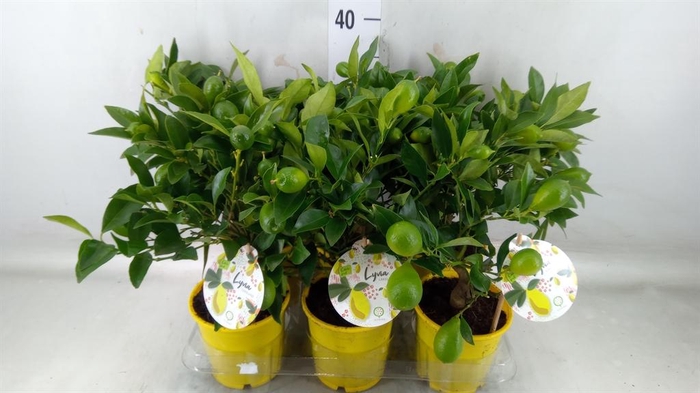 <h4>Citrofortunella floridana</h4>