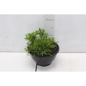 RHIPSALIS C18