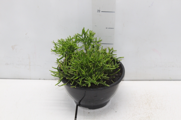 <h4>RHIPSALIS C18</h4>