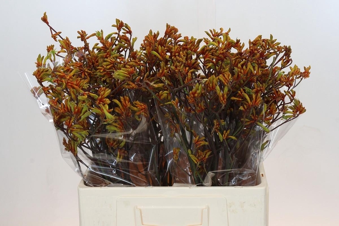 <h4>Anigozanthos Bush Sunset</h4>