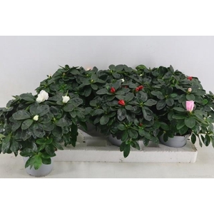 RHODO SI VOGEL GEM