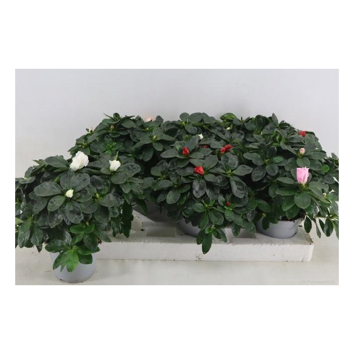 <h4>RHODO SI VOGEL GEM</h4>