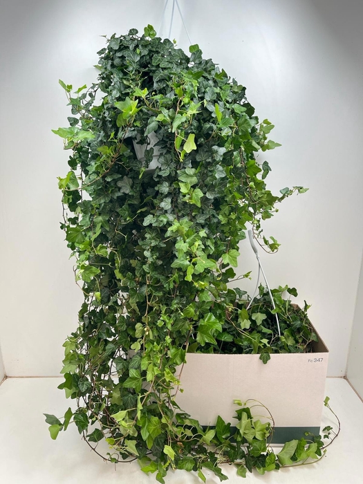 <h4>HED HE WONDER</h4>