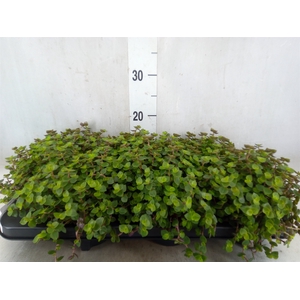 Callisia repens