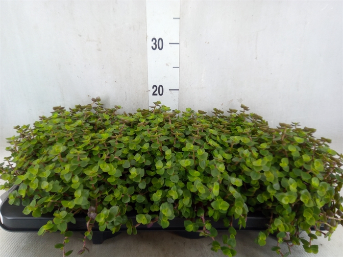 <h4>Callisia repens</h4>
