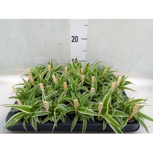 Chlorophytum com. 'Ocean'