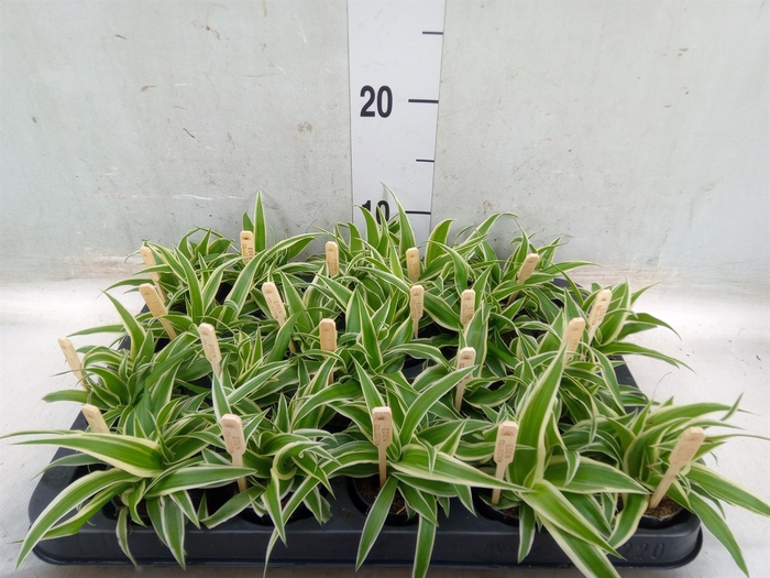 <h4>Chlorophytum com. 'Ocean'</h4>