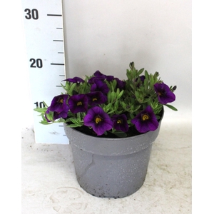 Perkplanten 19 cm Calibrachoa Dark Blue
