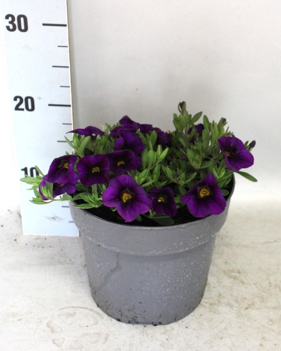 <h4>Perkplanten 19 cm Calibrachoa Dark Blue</h4>