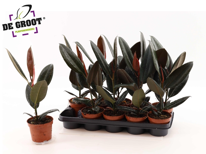 <h4>FIC EL ABIDJAN</h4>