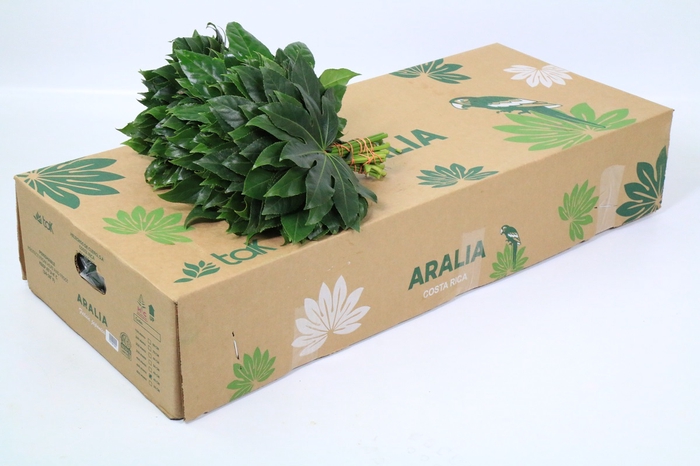 Aralia