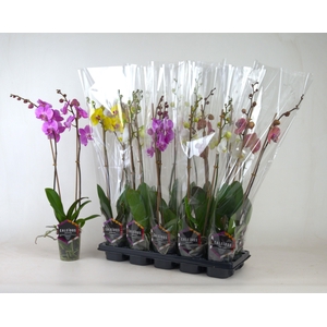 PHAL GEM 4 KL