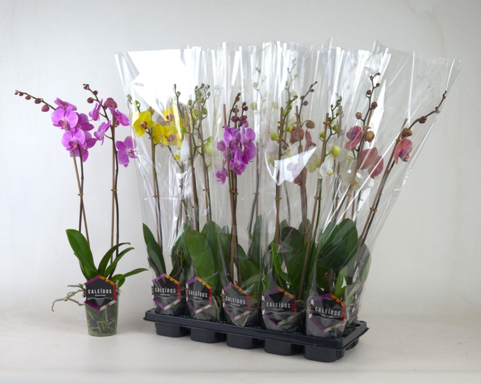 <h4>PHAL GEM 4 KL</h4>