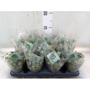 Ceropegia woodii ssp. woodii
