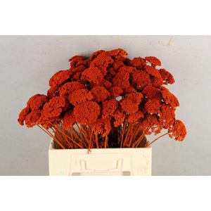 Df Achillea Paint Bs Orange