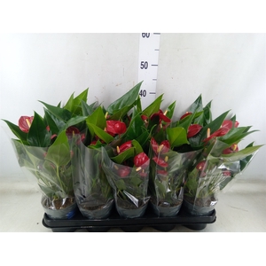 Anthurium andr. 'Karma Red'