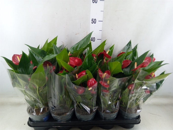 <h4>Anthurium andr. 'Karma Red'</h4>