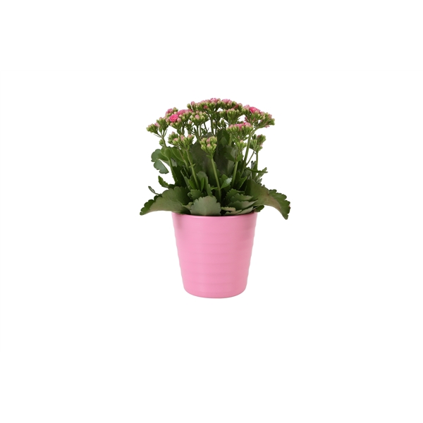 <h4>KP-809.1 RZ - Kalanchoe Rosalina 12cm roze in roze keramiek</h4>