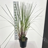 Cortaderia selloana Pumila