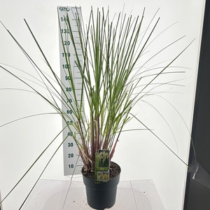 Cortaderia selloana Pumila