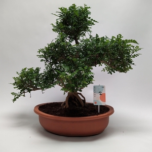Zanthoxylum S-shape Bonsai 38 cm