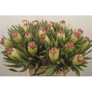 PROTEA N LIMELIGHT