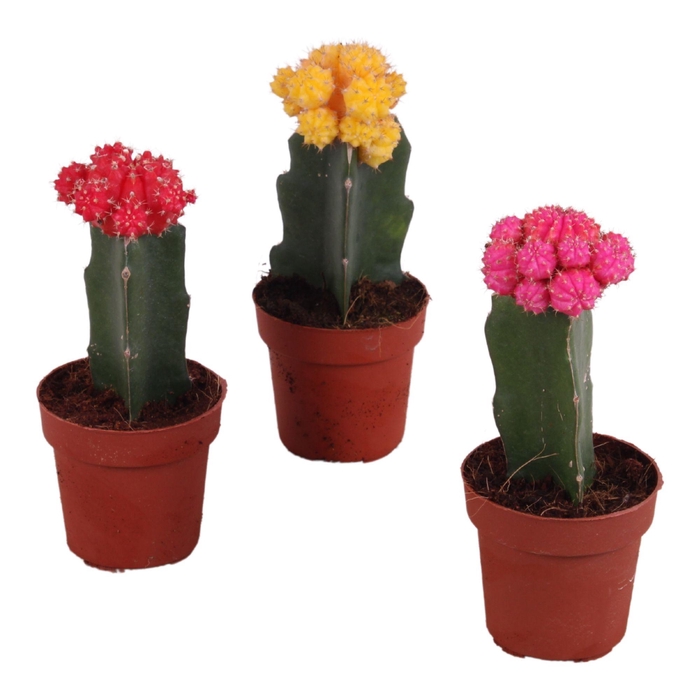 <h4>Cactus mix Gymnocalycium Ø8,5cm</h4>