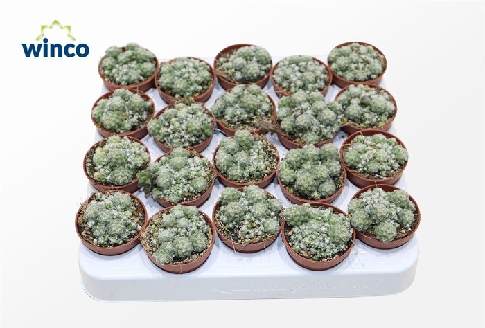 <h4>Anacampseros Retusa Filamentosa</h4>