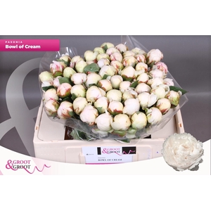 PAEO L BOWL OF CREAM