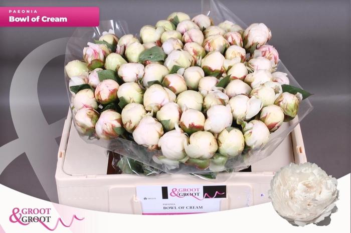 <h4>PAEO L BOWL OF CREAM</h4>