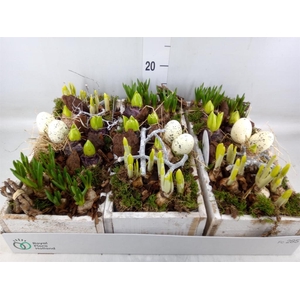 Arr.   Bol/Knolgewas L%