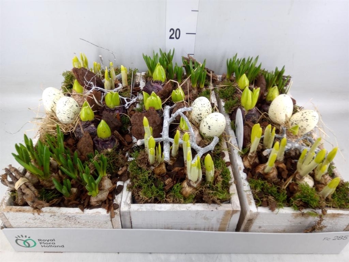 <h4>Arr. Bol/Knolgewas L%</h4>